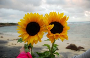 2017.05.14 Benjamin's Sunset Sunflowers Week 4